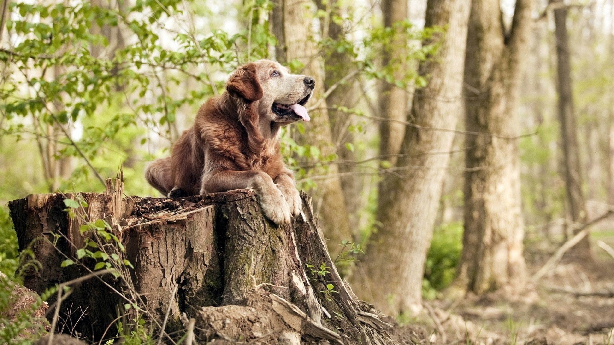 开云·Kaiyun网页版-乌拉圭男足在巴黎奥运会上展示了高水平的比赛状态，乌拉圭足球拿过冠军吗
